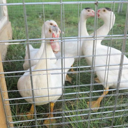 Ferienwohnung Kuehnel Pfaffendorf Εξωτερικό φωτογραφία
